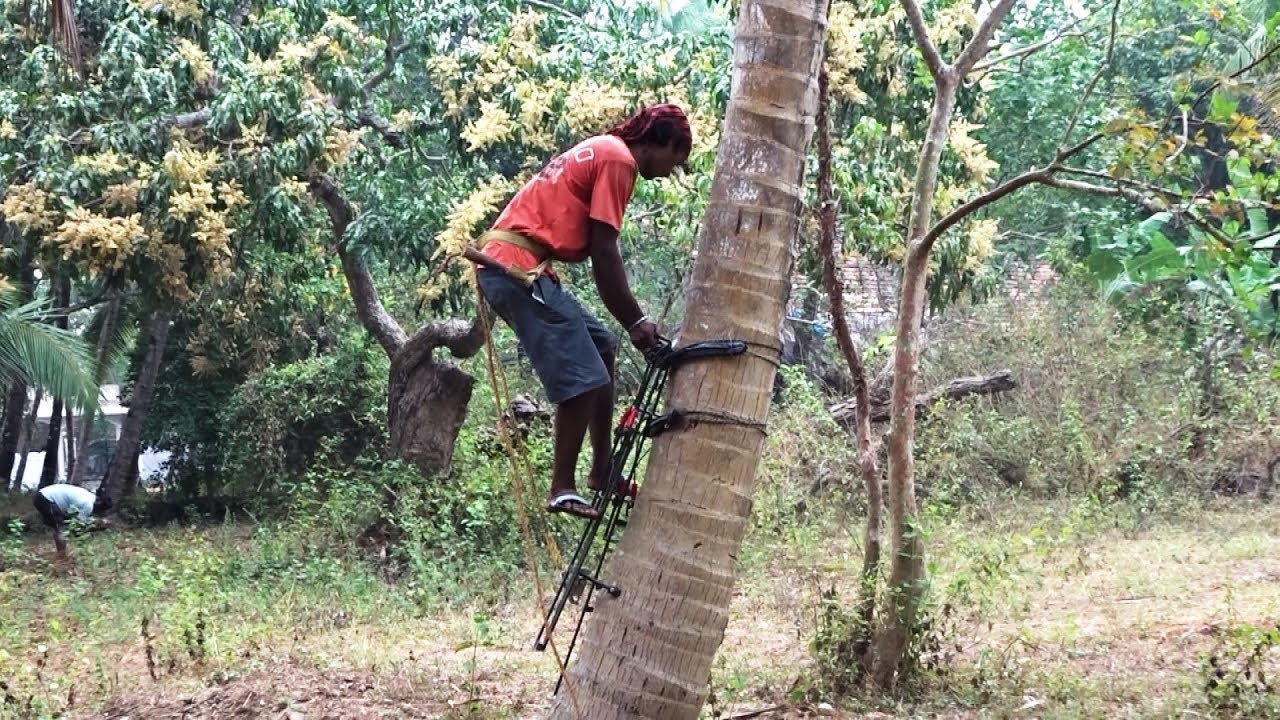 Coconut Tree Climbing Professional